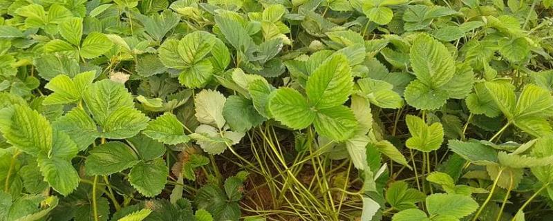 草莓苗夏天会死吗