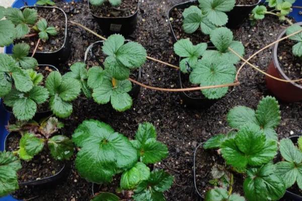 草莓苗夏天会死吗,环境温度过高的话会出现死苗