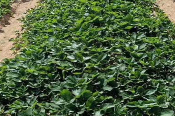 草莓苗夏天会死吗,环境温度过高的话会出现死苗