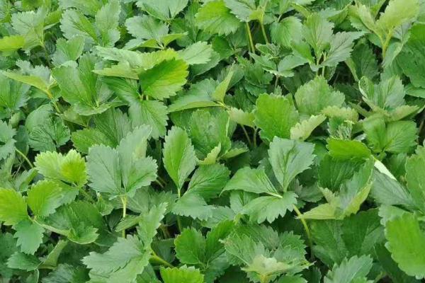 草莓苗夏天会死吗,环境温度过高的话会出现死苗