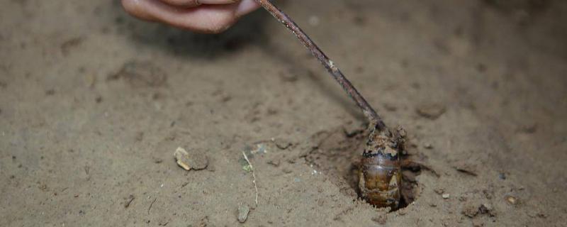 知了猴什么季节开始出