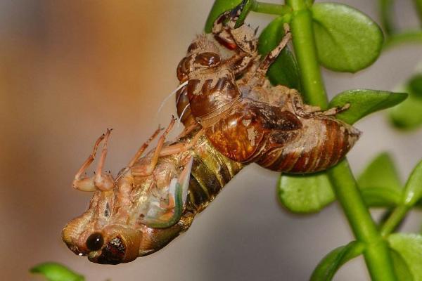知了猴什么季节开始出,一般在夏季5月末期开始出现