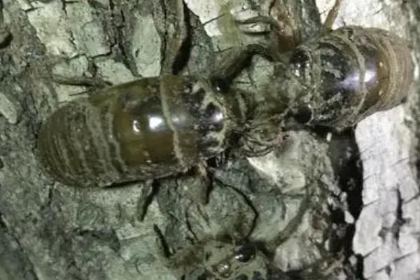 知了猴什么季节开始出,一般在夏季5月末期开始出现