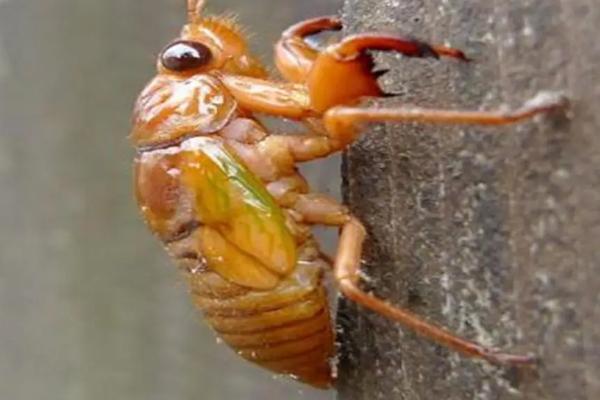 知了猴什么季节开始出,一般在夏季5月末期开始出现