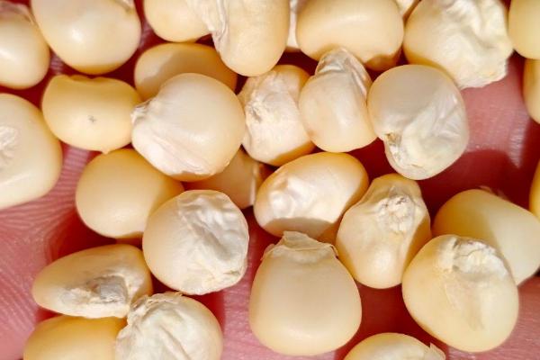 玉米种子如何选取,以“三证”、“一照”齐全的单位购买为宜