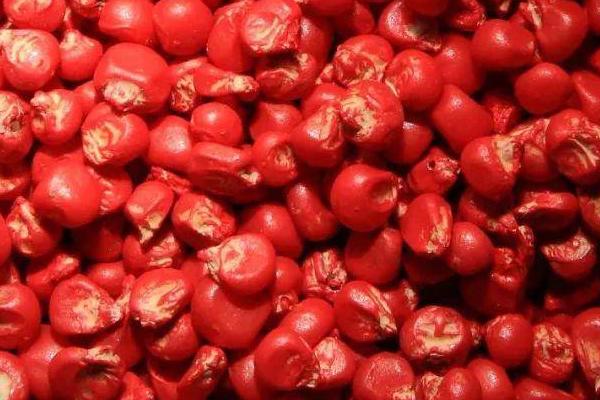 玉米种子如何选取,以“三证”、“一照”齐全的单位购买为宜