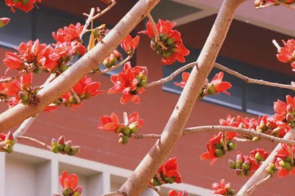 木棉花的特点,是先开花后长叶的植物