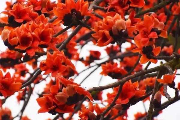 木棉花的特点,是先开花后长叶的植物