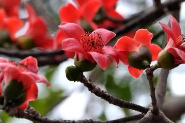 木棉花的特点,是先开花后长叶的植物
