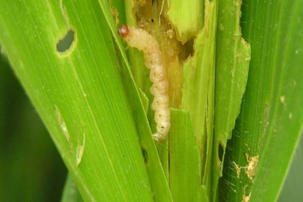 怎么分辨玉米螟,幼虫呈圆筒形、后胸背面具有毛瘤