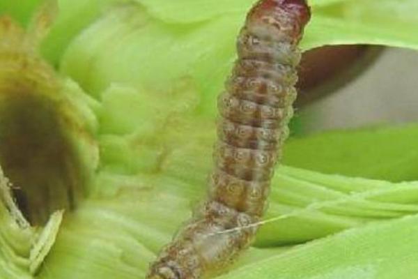 怎么分辨玉米螟,幼虫呈圆筒形、后胸背面具有毛瘤