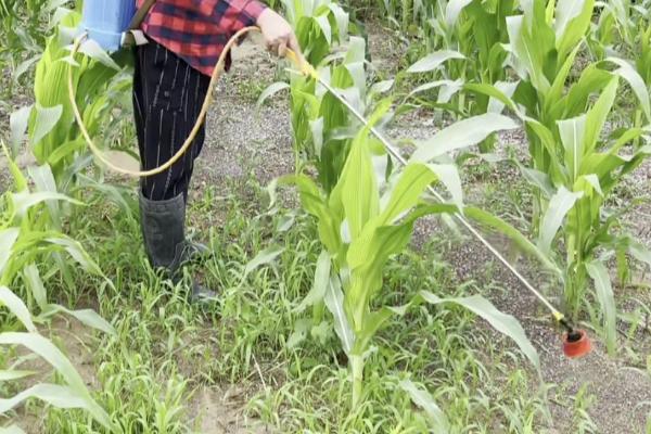 怎么分辨玉米螟,幼虫呈圆筒形、后胸背面具有毛瘤