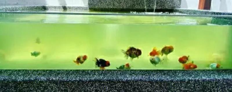 绿水养鱼的优缺点