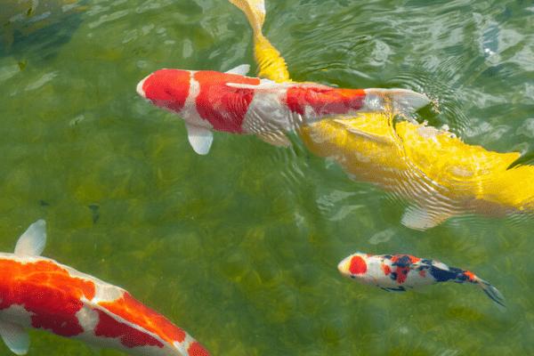 绿水养鱼的优缺点,优点是有助于鱼类发色、缺点是会降低观赏性