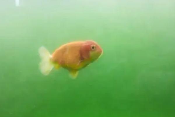 绿水养鱼的优缺点,优点是有助于鱼类发色、缺点是会降低观赏性