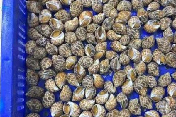 花螺是什么螺,是生活在海域之中螺