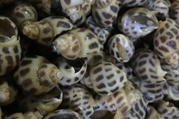 花螺是什么螺,是生活在海域之中螺