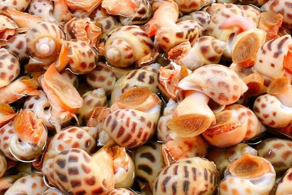 花螺是什么螺,是生活在海域之中螺