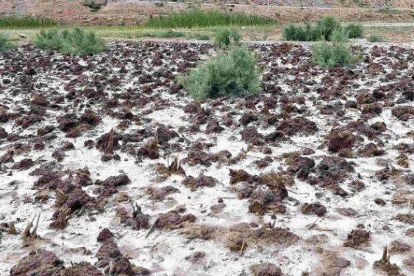 土壤发生盐害的原因,可能是过量使用氮肥等因素所导致