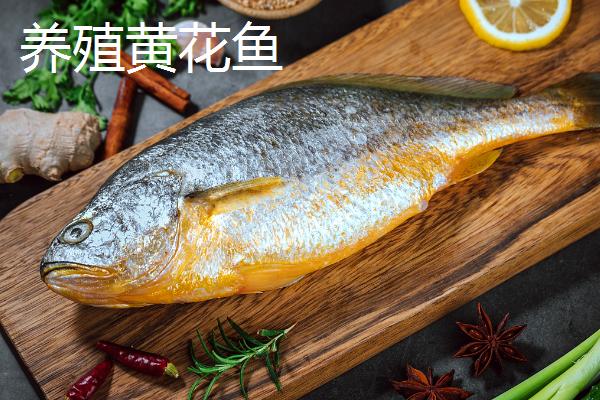 黄唇鱼和黄花鱼有什么区别,黄花鱼尾巴细长鳞片略小、黄唇鱼体型较大体背棕黄