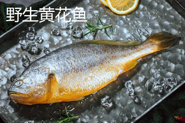 黄唇鱼和黄花鱼有什么区别,黄花鱼尾巴细长鳞片略小、黄唇鱼体型较大体背棕黄