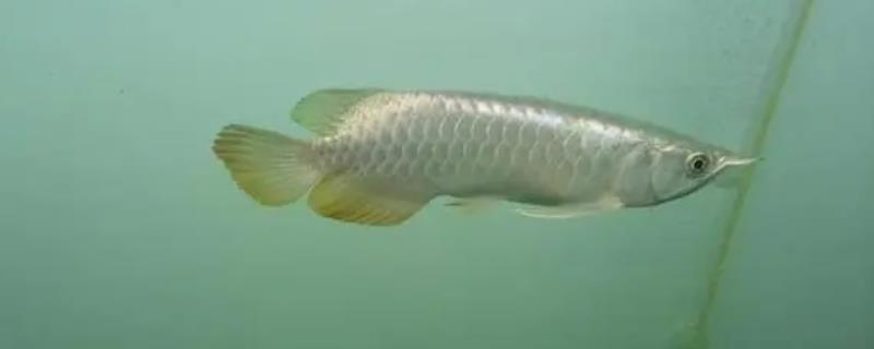 银龙鱼头朝下竖立的原因