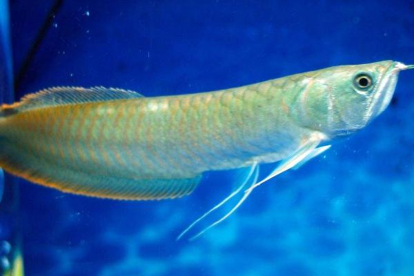 银龙鱼头朝下竖立的原因,温差过大、水中缺氧均会引发此类情况