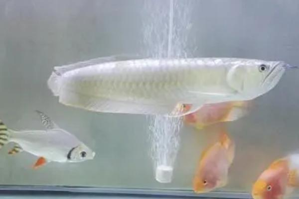 银龙鱼头朝下竖立的原因,温差过大、水中缺氧均会引发此类情况