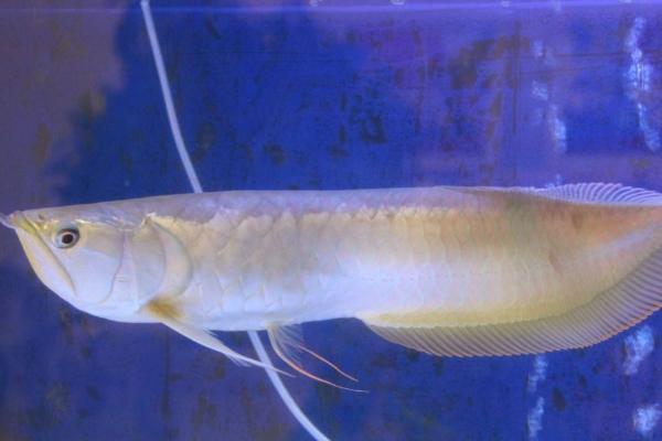 银龙鱼头朝下竖立的原因,温差过大、水中缺氧均会引发此类情况