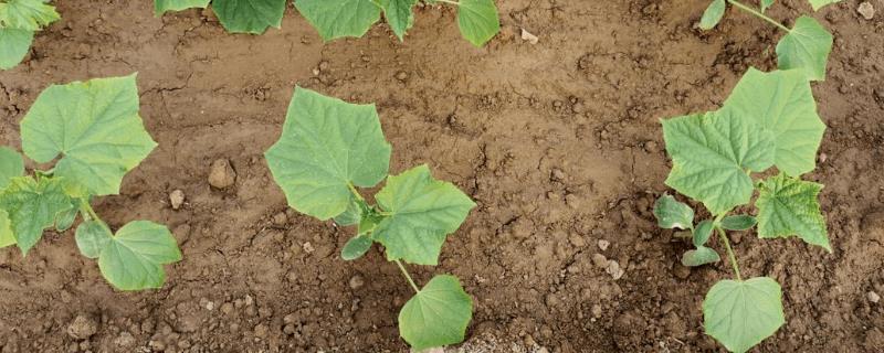 黄瓜苗受冻后能不能恢复