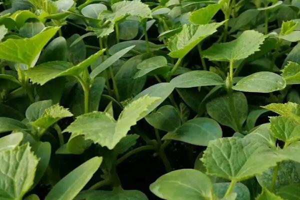 黄瓜苗受冻后能不能恢复,严重受冻时无法恢复