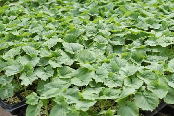 黄瓜苗受冻后能不能恢复,严重受冻时无法恢复