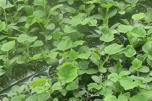 黄瓜苗受冻后能不能恢复,严重受冻时无法恢复