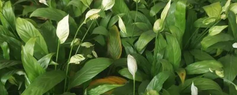 白掌叶片发黄的原因