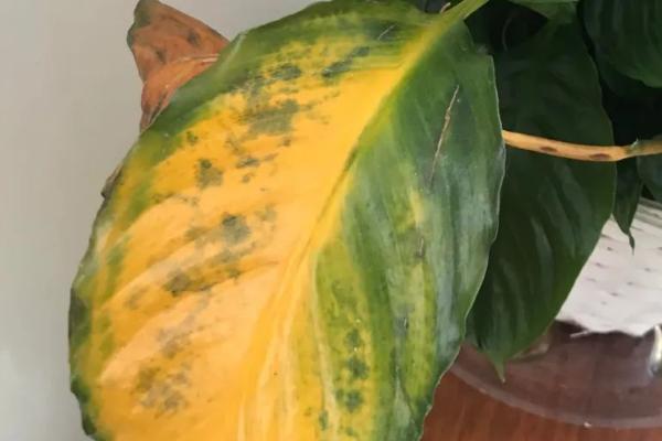白掌叶片发黄的原因,可能是通风差、对环境不适应等因素所导致