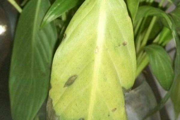 白掌叶片发黄的原因,可能是通风差、对环境不适应等因素所导致