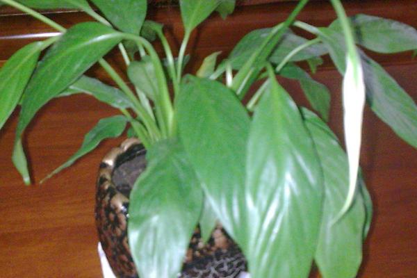 白掌叶片发黄的原因,可能是通风差、对环境不适应等因素所导致