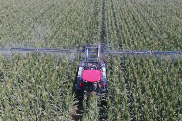 吡虫啉对油菜蚜虫的防治效果,防效良好具有吸收传导特性