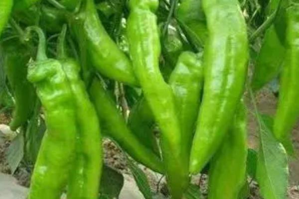 青椒怎么挑选,外观新鲜、明亮的青椒品质较好