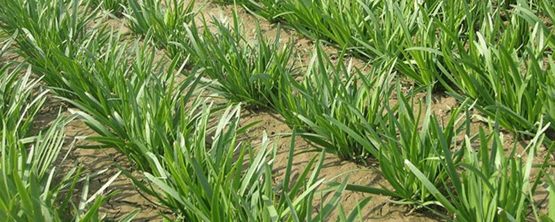 春天怎么种植韭菜