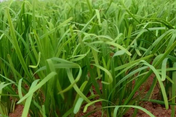 春天怎么种植韭菜,返青后要中耕松土