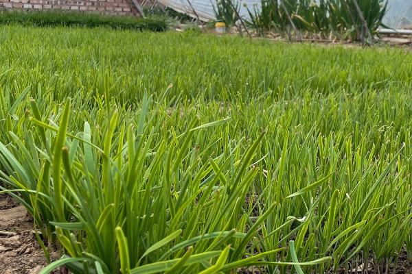 春天怎么种植韭菜,返青后要中耕松土