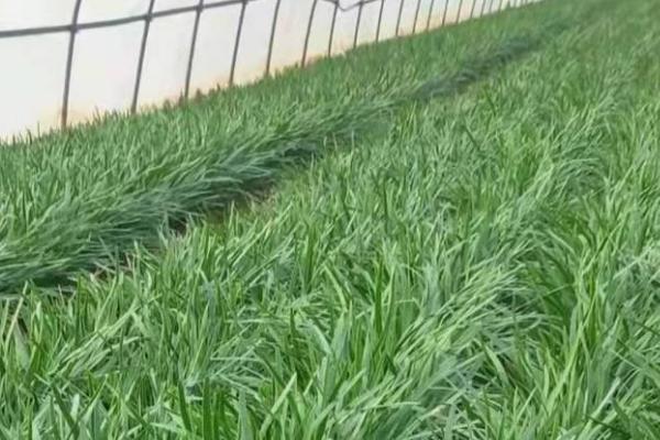 春天怎么种植韭菜,返青后要中耕松土