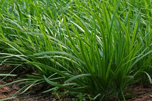 春天怎么种植韭菜,返青后要中耕松土