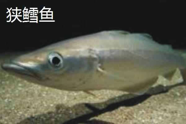 狭鳕鱼和鳕鱼有什么区别,鳕鱼是鳕科鱼类的统称、狭鳕鱼是指明太鱼