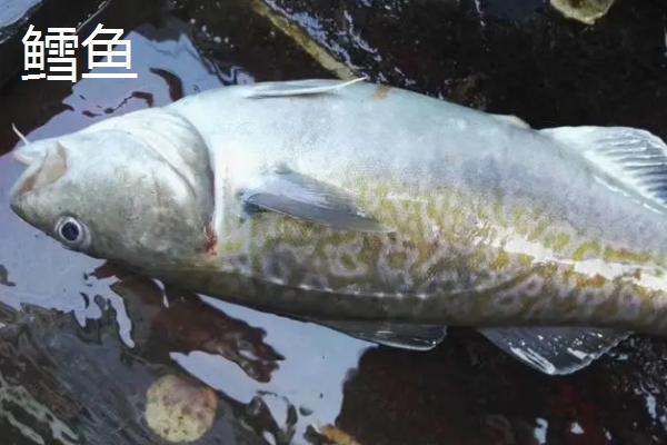 狭鳕鱼和鳕鱼有什么区别,鳕鱼是鳕科鱼类的统称、狭鳕鱼是指明太鱼