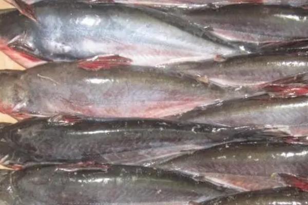 狭鳕鱼和鳕鱼有什么区别,鳕鱼是鳕科鱼类的统称、狭鳕鱼是指明太鱼