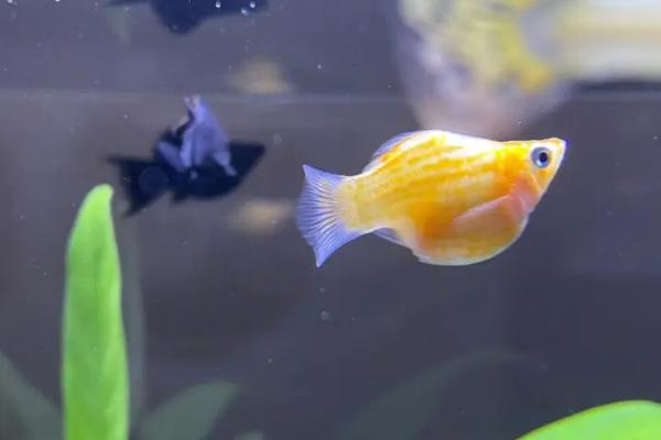 黄黑鳚好不好养，容易饲养适合新手