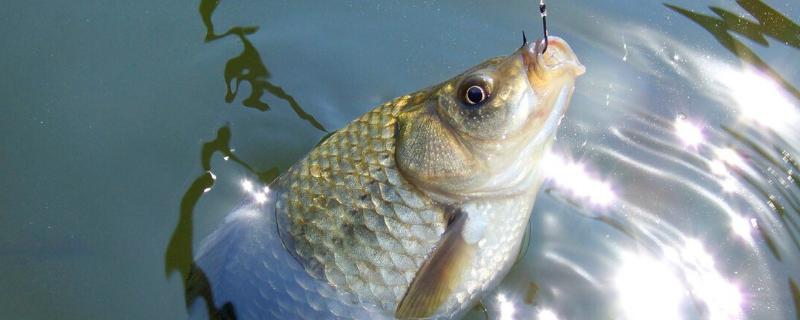 黑坑刚放的鲫鱼怎么垂钓