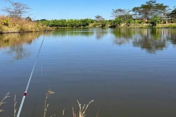 黑坑刚放的鲫鱼怎么垂钓,可选择深浅交界处作为钓点